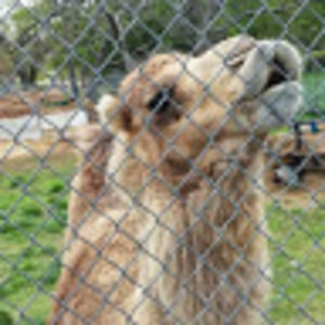 Meet your Posher, Callie